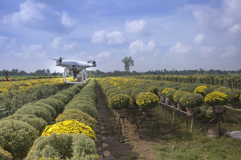 a large field of yellow flowers with a small plane in the middle of it
