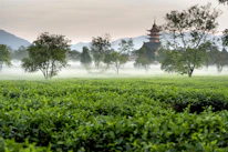 a foggy field with a pagoda in the distance