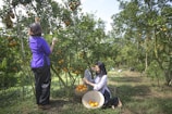 Two women are engaged in picking ripe oranges from fruit-laden trees in an orchard. One woman stands on the left reaching for an orange, while the other sits on the ground with a basket full of harvested oranges. The orchard is lush and green, with rows of citrus trees under a clear blue sky, suggesting a serene and productive outdoor setting.