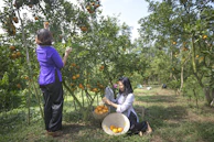 Farmers harvesting ripe fruits in a sunny orchard for saminepar's pulps.