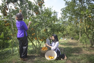 Two women are engaged in picking ripe oranges from fruit-laden trees in an orchard. One woman stands on the left reaching for an orange, while the other sits on the ground with a basket full of harvested oranges. The orchard is lush and green, with rows of citrus trees under a clear blue sky, suggesting a serene and productive outdoor setting.