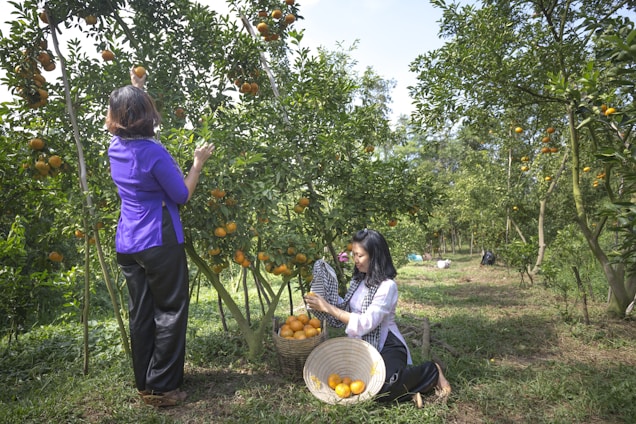 Two women are engaged in picking ripe oranges from fruit-laden trees in an orchard. One woman stands on the left reaching for an orange, while the other sits on the ground with a basket full of harvested oranges. The orchard is lush and green, with rows of citrus trees under a clear blue sky, suggesting a serene and productive outdoor setting.