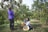 Two women are engaged in picking ripe oranges from fruit-laden trees in an orchard. One woman stands on the left reaching for an orange, while the other sits on the ground with a basket full of harvested oranges. The orchard is lush and green, with rows of citrus trees under a clear blue sky, suggesting a serene and productive outdoor setting.
