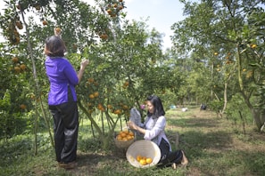 Two women are engaged in picking ripe oranges from fruit-laden trees in an orchard. One woman stands on the left reaching for an orange, while the other sits on the ground with a basket full of harvested oranges. The orchard is lush and green, with rows of citrus trees under a clear blue sky, suggesting a serene and productive outdoor setting.