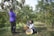Two women are engaged in picking ripe oranges from fruit-laden trees in an orchard. One woman stands on the left reaching for an orange, while the other sits on the ground with a basket full of harvested oranges. The orchard is lush and green, with rows of citrus trees under a clear blue sky, suggesting a serene and productive outdoor setting.