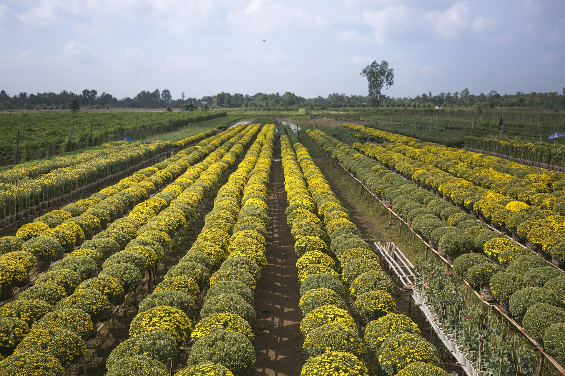 a large field full of yellow flowers on a sunny day
