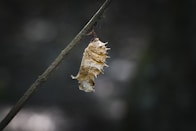 A chrysalis hanging delicately from a branch, capturing the quiet stage of change.