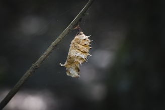 A chrysalis hanging delicately from a branch, capturing the quiet stage of change.