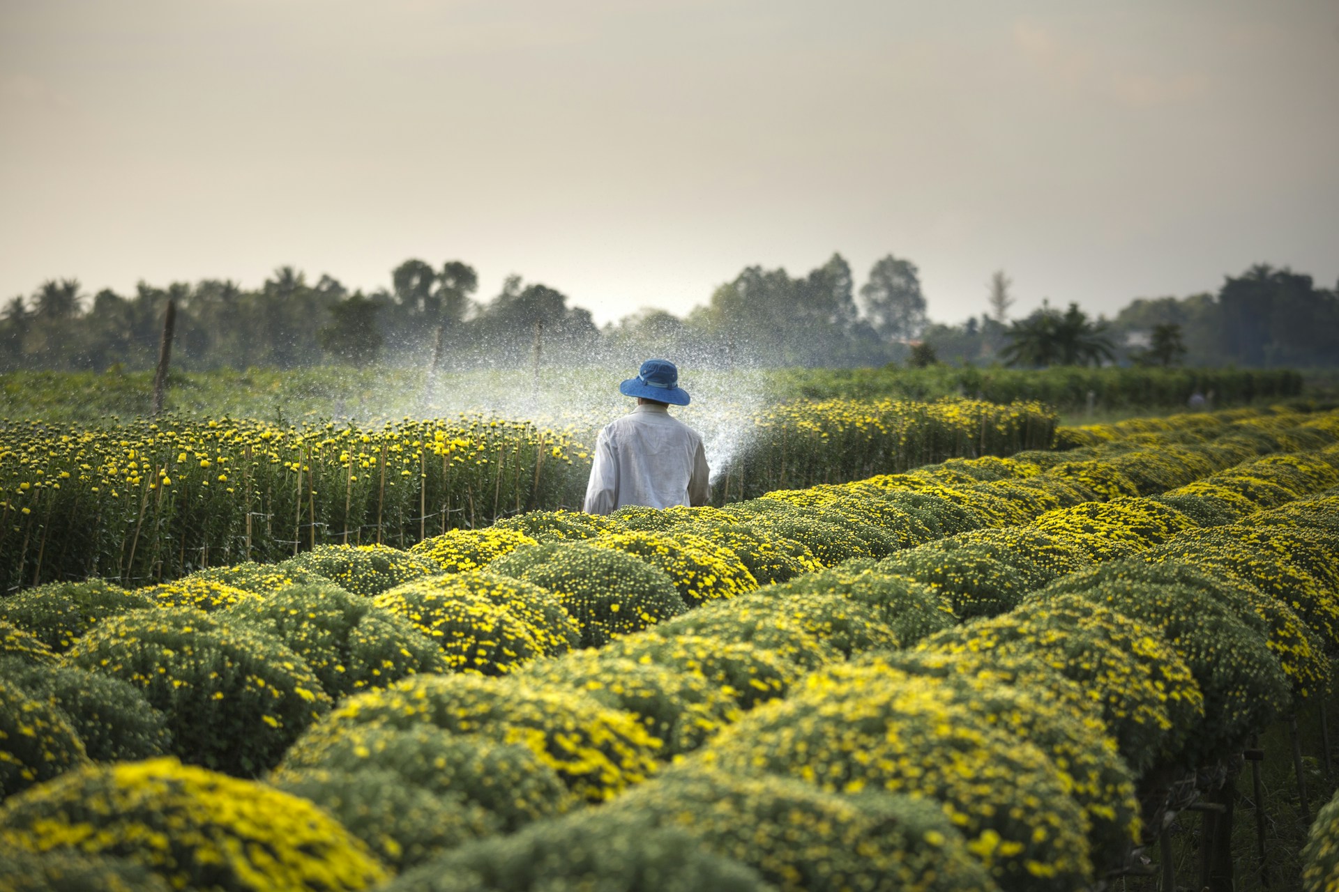a man in a blue hat sprays a field of yellow flowers