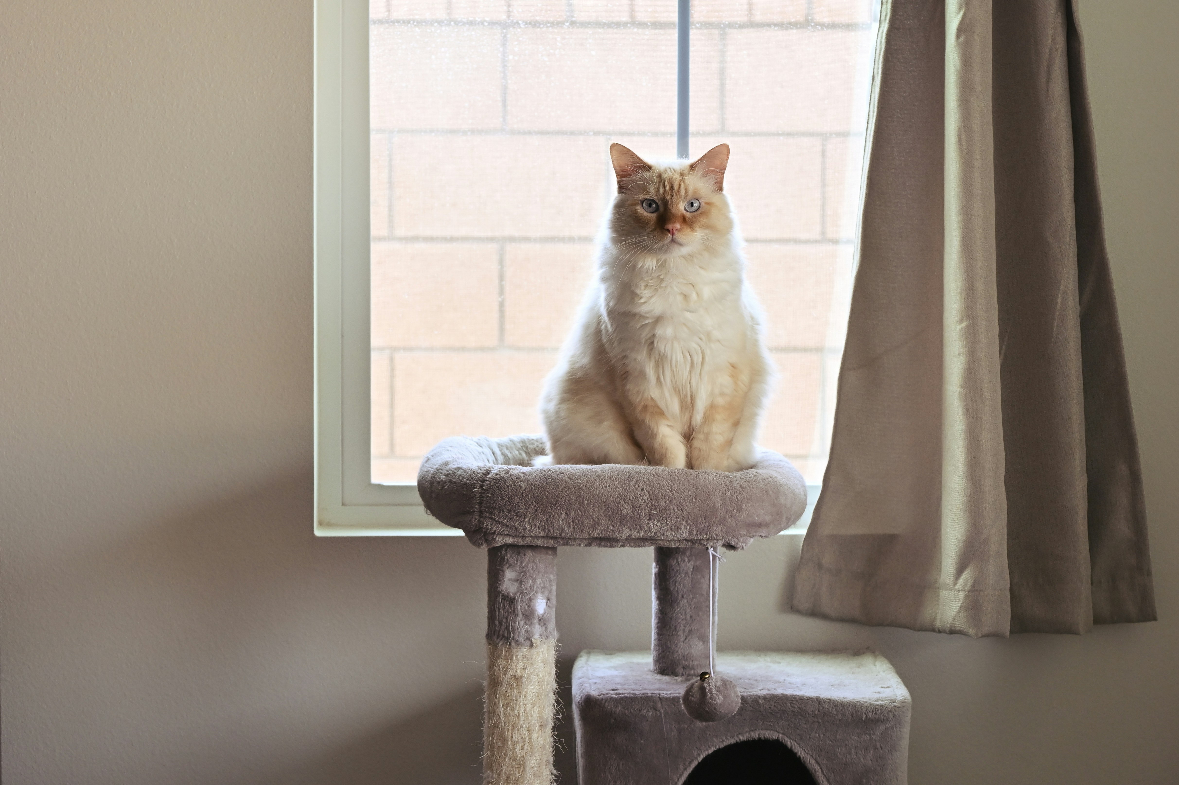 Playful Companionship That Never Gets Old (image credits: unsplash)