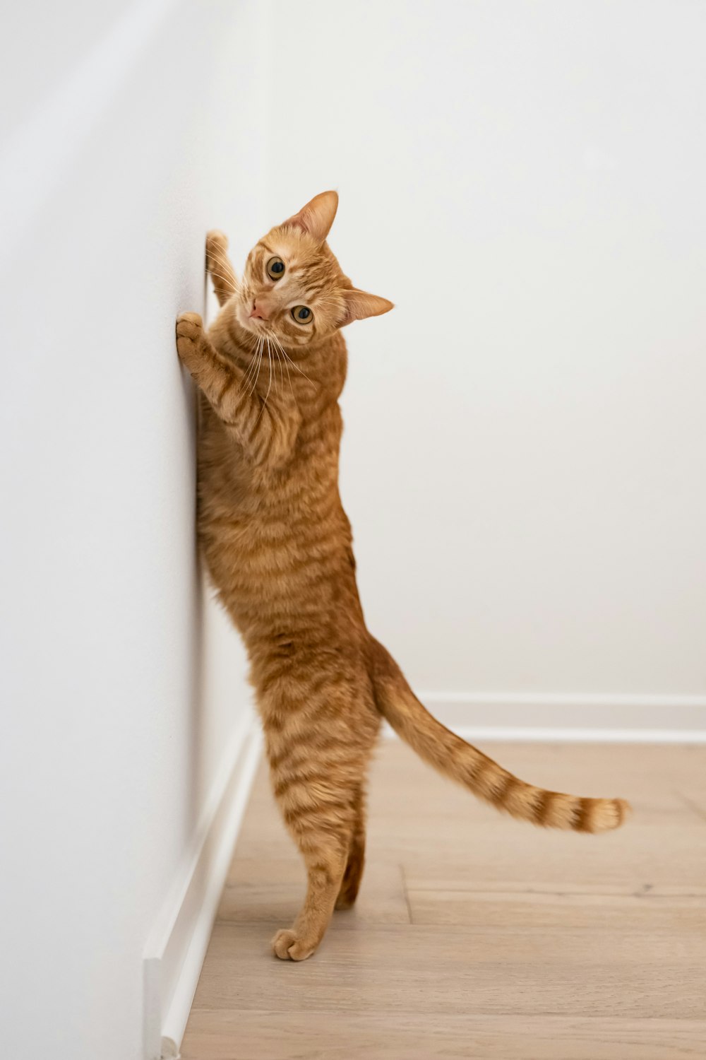 a cat standing on its hind legs on a wall