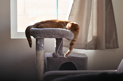 a cat sitting on top of a cat tree