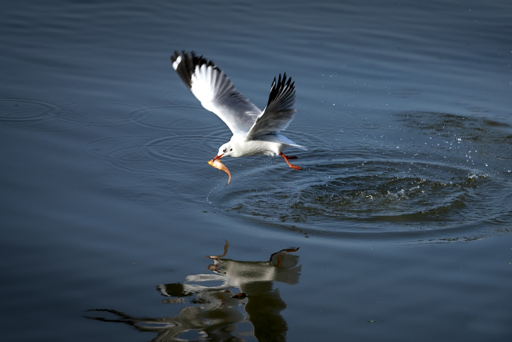 a bird flying over a body of water with a fish in it's mouth