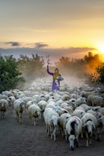 A shepherd wearing a yellow scarf and purple attire is guiding a flock of sheep down a dusty path during sunset. The sun is setting in the background, casting a warm glow over the scene, and trees line the path.