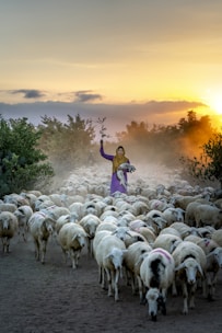 A shepherd wearing a yellow scarf and purple attire is guiding a flock of sheep down a dusty path during sunset. The sun is setting in the background, casting a warm glow over the scene, and trees line the path.