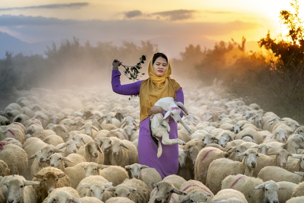A woman wearing a yellow headscarf and a purple dress stands amidst a large flock of sheep. She is holding a lamb in her arms and has a branch with leaves in her other hand. The scene is set during a sunset, with warm light illuminating the landscape and creating a soft, hazy atmosphere. Bushes and an open field serve as the background.