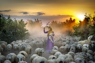 a woman in a purple dress is herding sheep