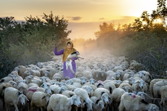 a woman standing in front of a herd of sheep