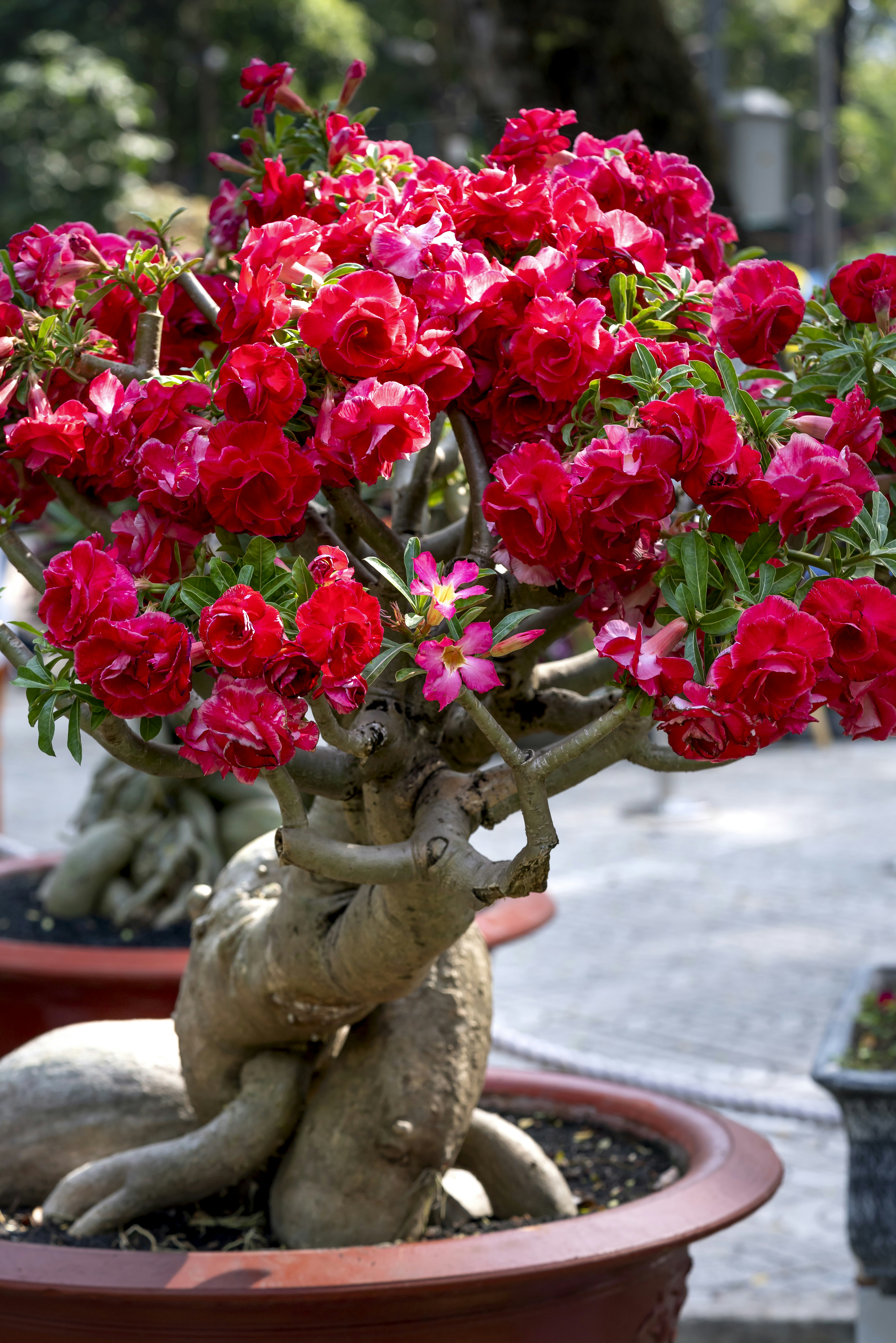 Ein Bonsai mit roten Blten im Topf Foto  Kostenloses Bild zum Thema Blume  auf Unsplash