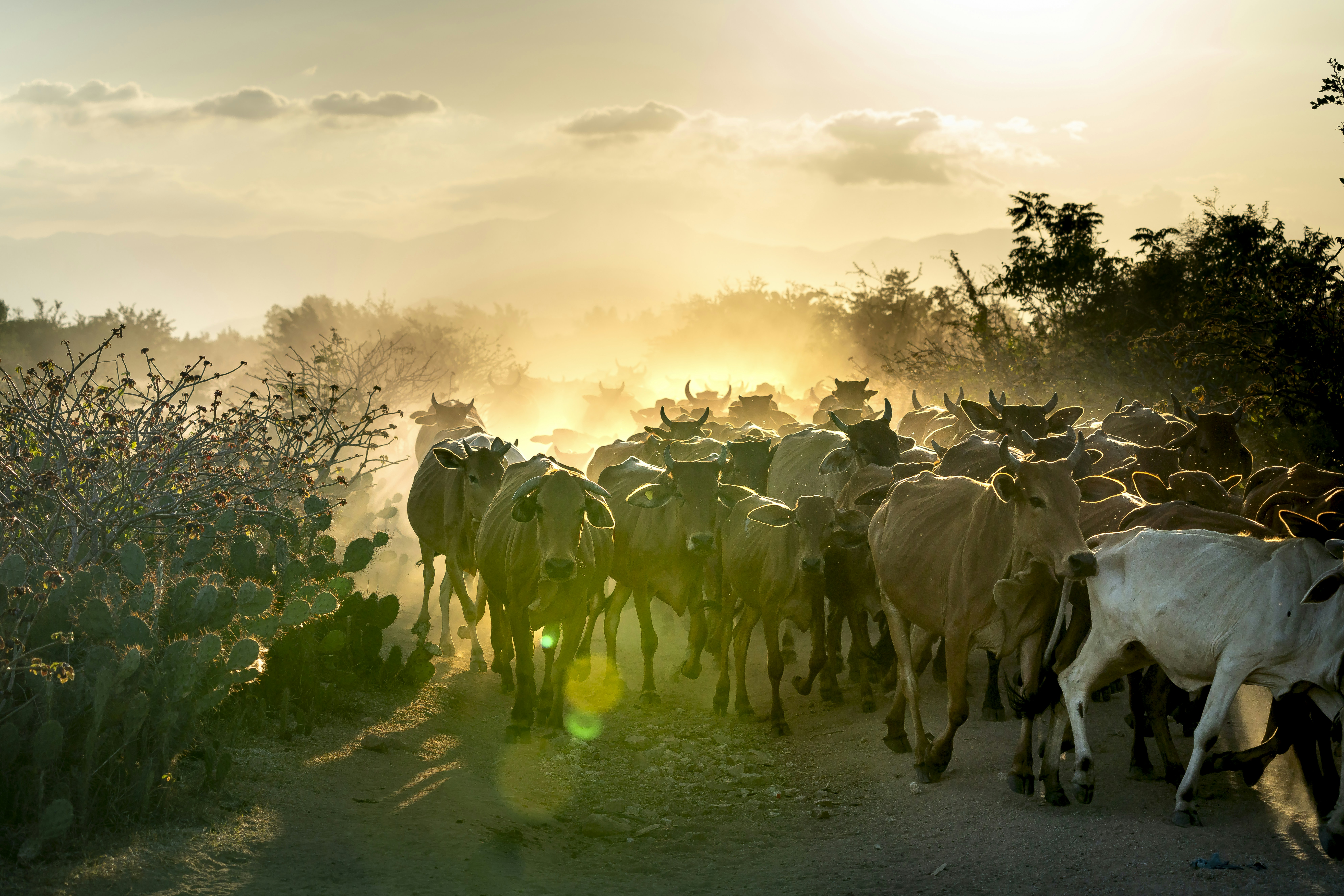 Photo by quangpraha