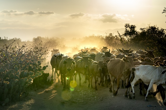 A herd of cattle walks along a dusty path surrounded by vegetation as the sun sets on the horizon, casting a warm golden glow. Dust rises around the cattle, creating a dramatic and serene atmosphere.