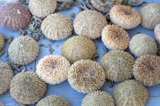 A vibrant exhibit showcasing colorful sea urchins in a museum setting.