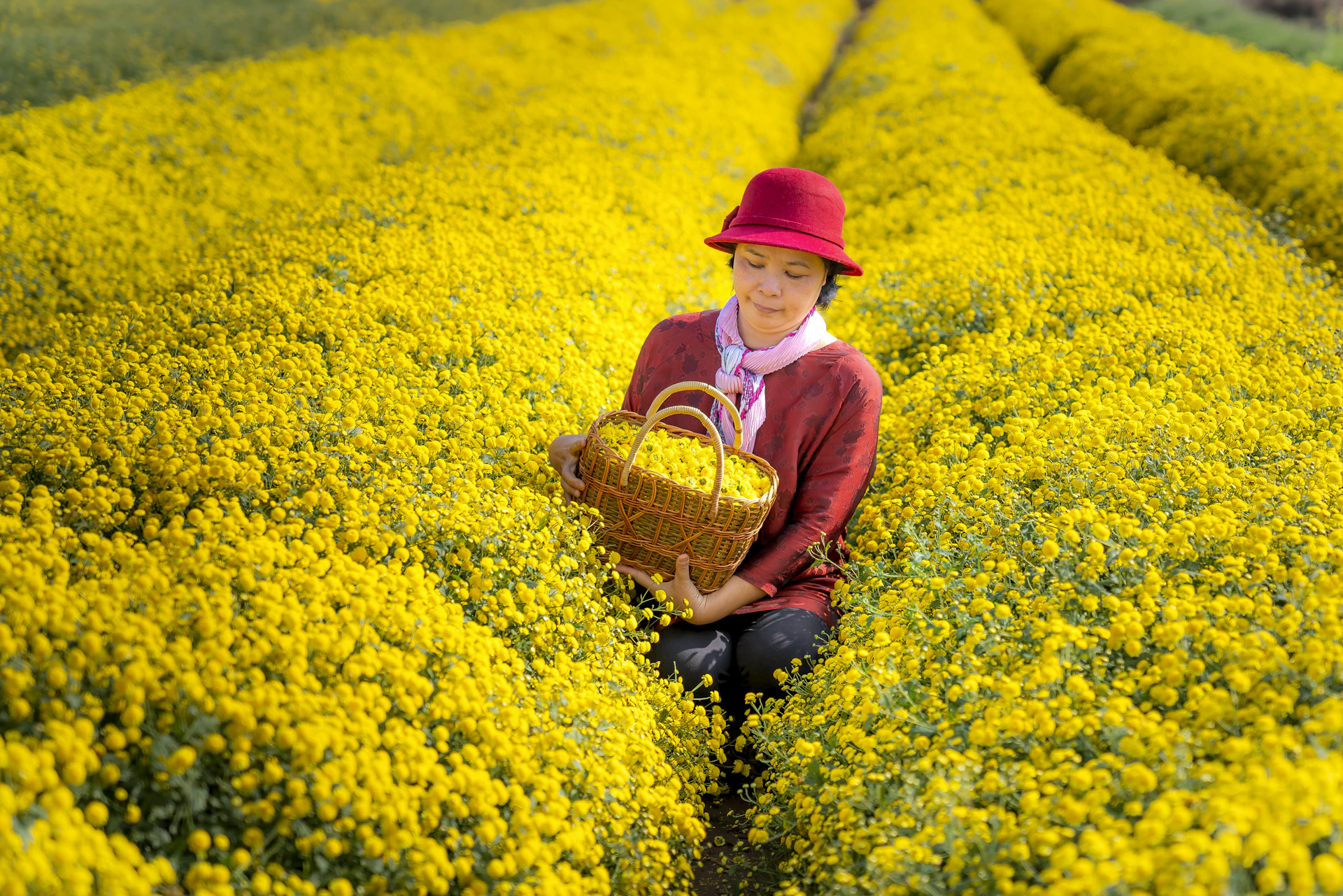 a woman kneeling in a field of yellow flowers