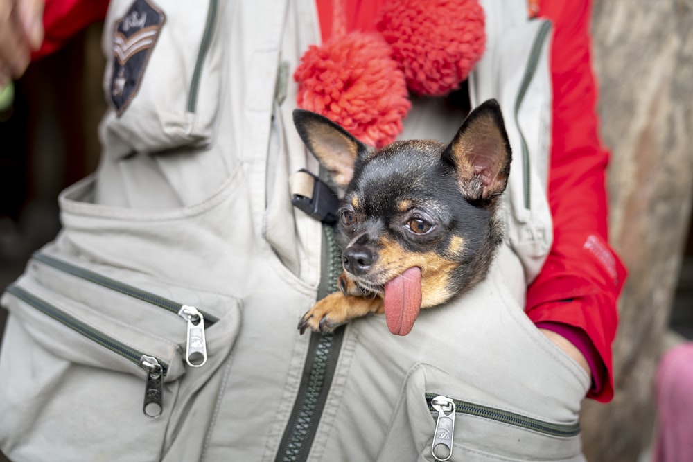 a small dog sticking its tongue out in a backpack