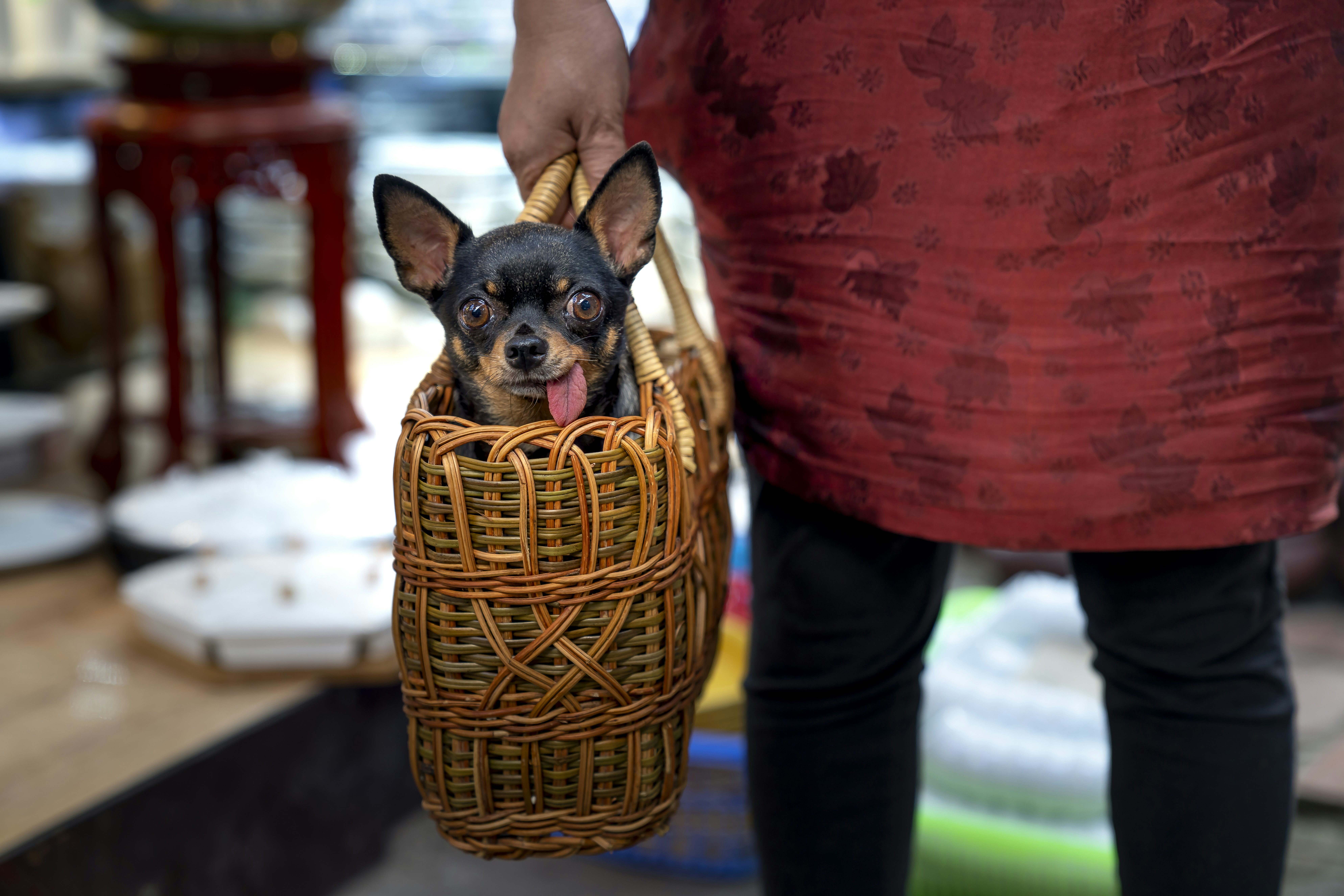 Here's What Dog Owners Are Actually Buying (Knowing This Can Boost Your Sales)