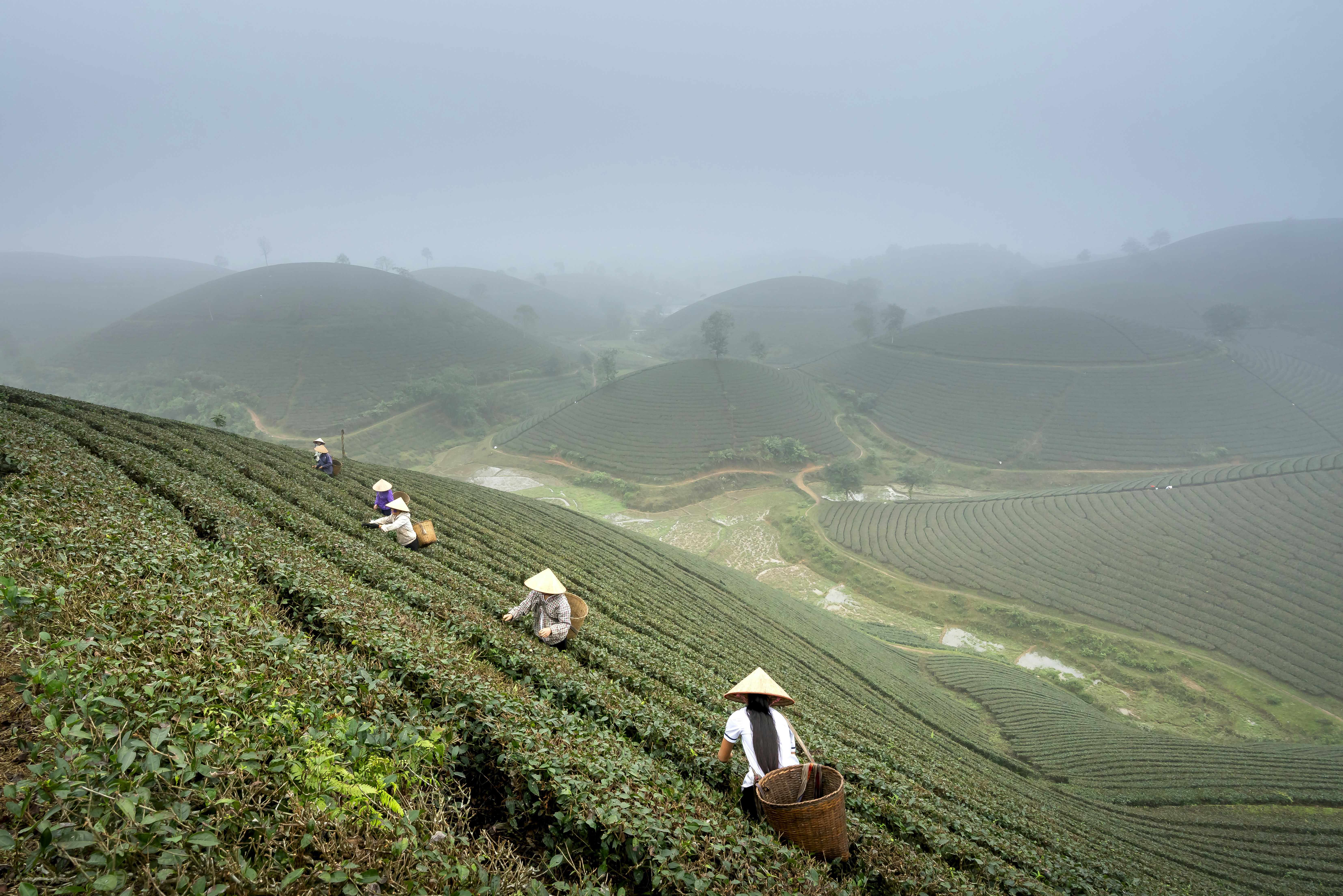 a group of people walking across a lush green hillside