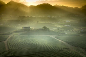 Scenic view of coffee plantations nestled in the hills of East Java at sunrise