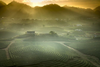 Scenic view of coffee plantations nestled in the hills of East Java at sunrise