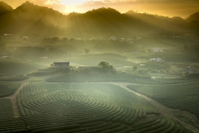 A scenic view of lush green tea plantations spread across rolling hills, with the golden light of sunrise filtering through misty clouds and illuminating the landscape. A small structure sits amidst the fields, with paths meandering through the plantations. The atmosphere is serene and peaceful, with a distant view of mountains on the horizon.