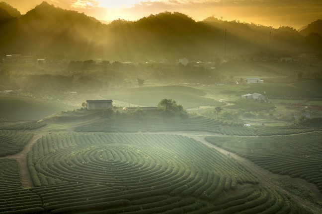 A scenic view of lush green tea plantations spread across rolling hills, with the golden light of sunrise filtering through misty clouds and illuminating the landscape. A small structure sits amidst the fields, with paths meandering through the plantations. The atmosphere is serene and peaceful, with a distant view of mountains on the horizon.