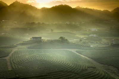 A panoramic sunrise view over the lush hills of Darjeeling with tea gardens stretching across the landscape.