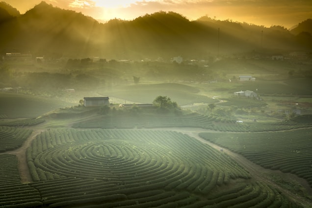 A scenic view of lush green tea plantations spread across rolling hills, with the golden light of sunrise filtering through misty clouds and illuminating the landscape. A small structure sits amidst the fields, with paths meandering through the plantations. The atmosphere is serene and peaceful, with a distant view of mountains on the horizon.