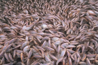 a large amount of dead fish on the ground