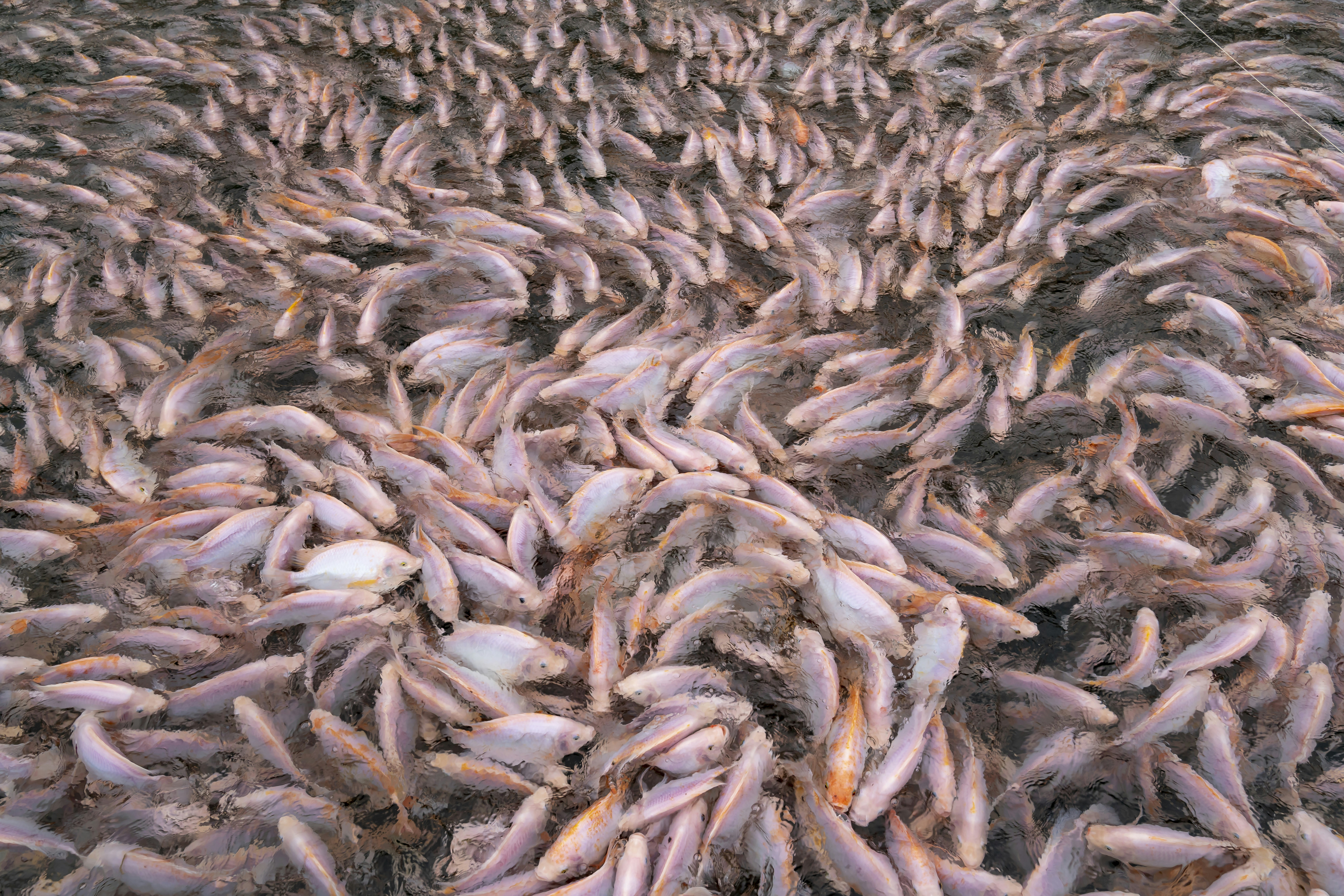 a large amount of dead fish on the ground