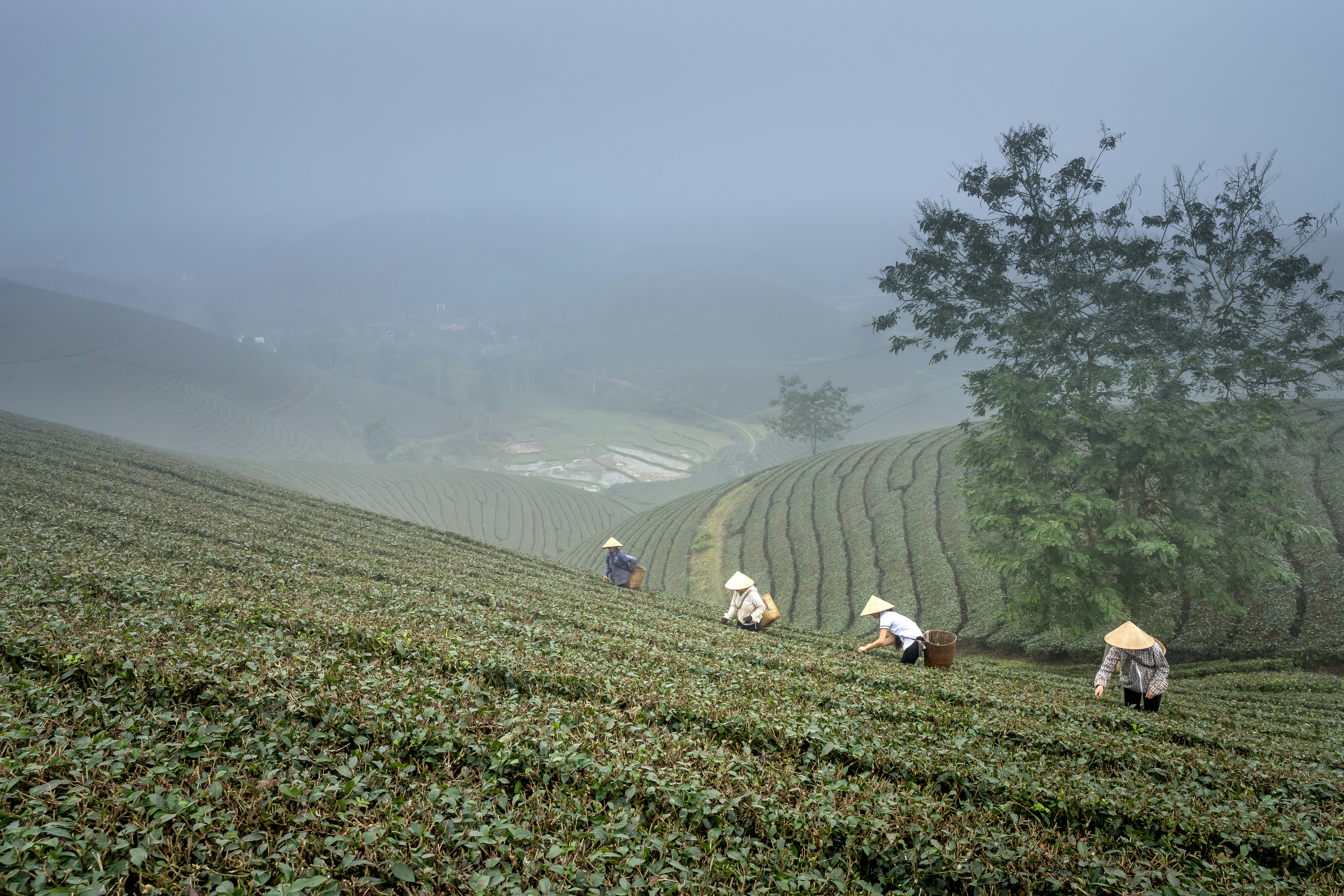 a group of people working in a field