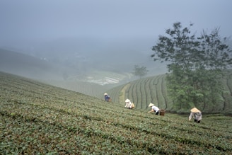 a group of people working in a field