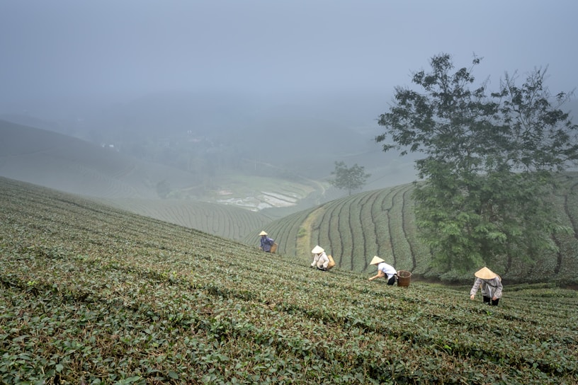 a group of people working in a field