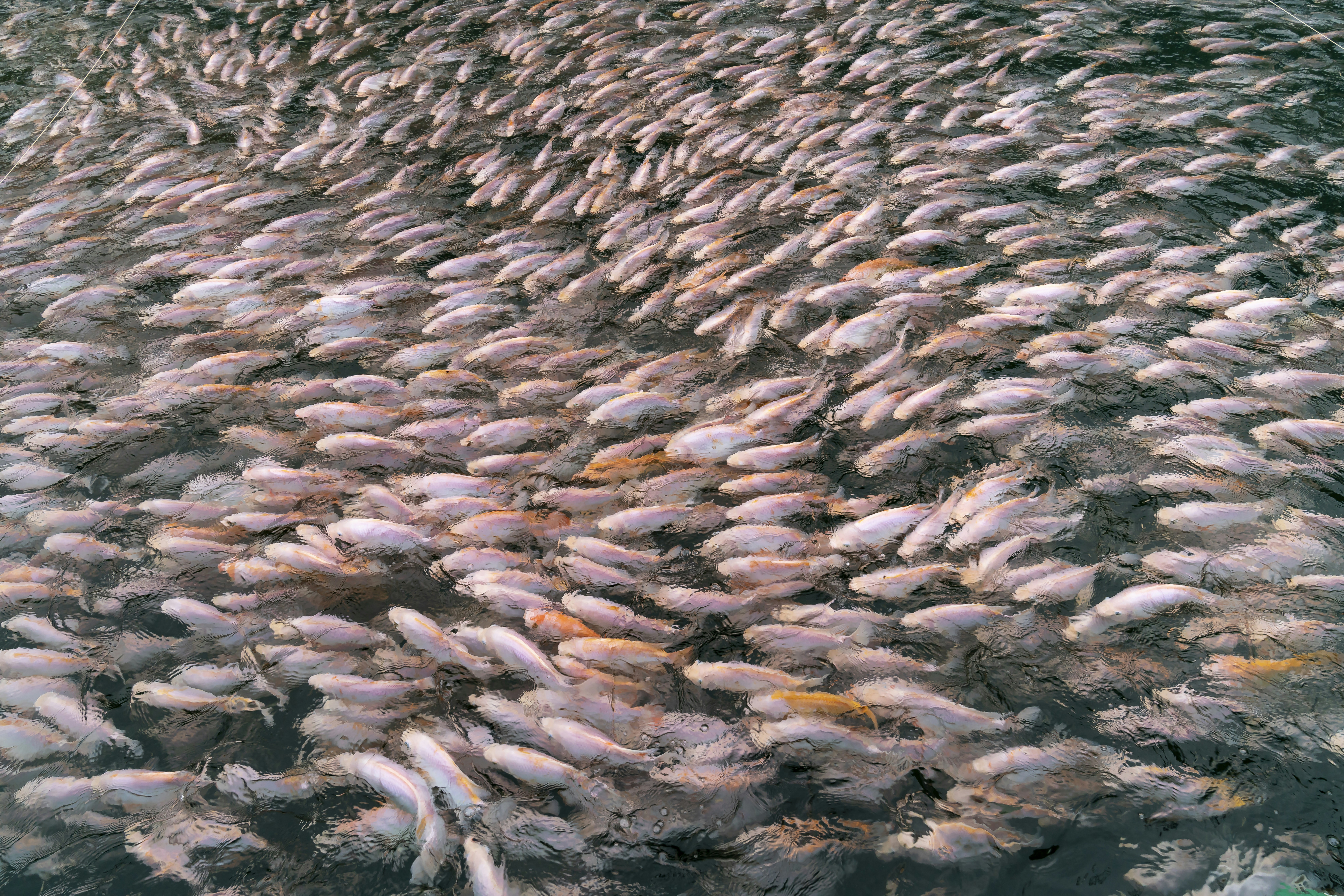 Bacterial and Viral Pathogens (image credits: unsplash)