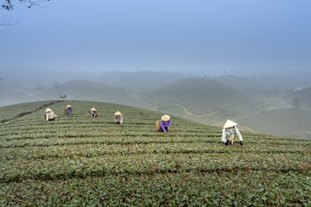 An intimate tea plantation visit in Assam with guests learning to pick leaves alongside locals.