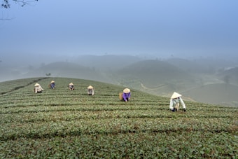A serene tea plantation on a misty hillside, with six people wearing traditional conical hats carefully tending to the tea leaves.