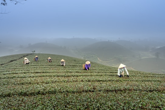 A serene tea plantation on a misty hillside, with six people wearing traditional conical hats carefully tending to the tea leaves.