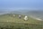 A group of people wearing traditional conical hats are harvesting tea leaves on a misty hillside plantation. The landscape features gentle rolling hills covered in lush green tea plants, and a foggy atmosphere creates a serene and tranquil background.