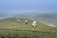A group of people wearing traditional conical hats are harvesting tea leaves on a misty hillside plantation. The landscape features gentle rolling hills covered in lush green tea plants, and a foggy atmosphere creates a serene and tranquil background.