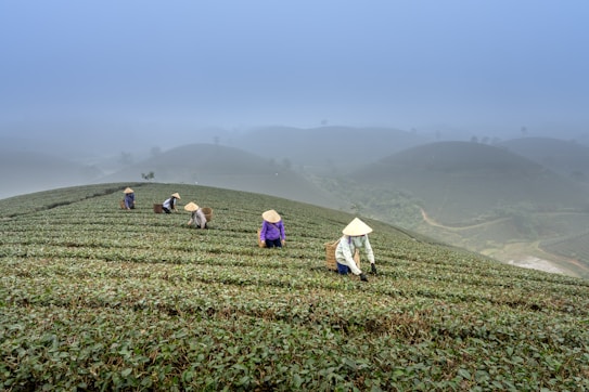 A group of people wearing traditional conical hats are harvesting tea leaves on a misty hillside plantation. The landscape features gentle rolling hills covered in lush green tea plants, and a foggy atmosphere creates a serene and tranquil background.
