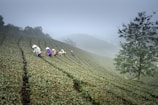 Workers wearing conical hats are harvesting tea leaves on a vast, green plantation, set on gently rolling hills. A misty atmosphere envelops the background, suggesting an early morning or late afternoon setting. A single tree stands prominent to the right, its foliage contrasting against the meticulously maintained rows of tea plants.