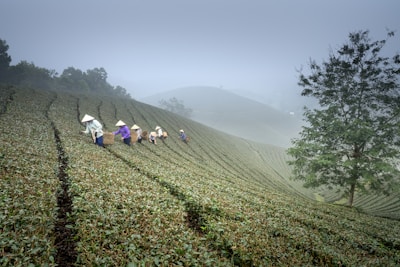 Workers wearing conical hats are harvesting tea leaves on a vast, green plantation, set on gently rolling hills. A misty atmosphere envelops the background, suggesting an early morning or late afternoon setting. A single tree stands prominent to the right, its foliage contrasting against the meticulously maintained rows of tea plants.